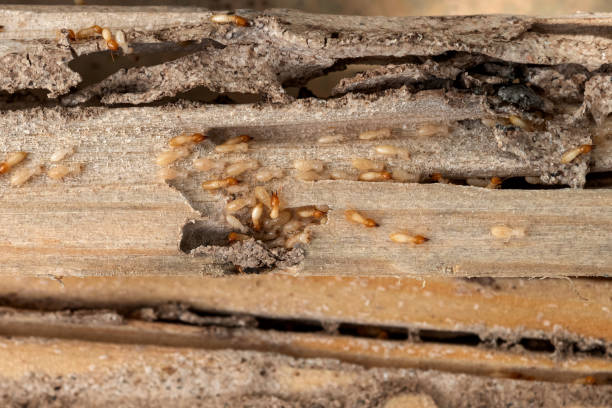 Best Residential Pest Control  in Sayreville, NJ